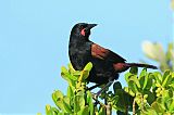 North Island Saddlebackborder=